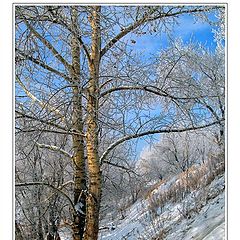 photo "Winter poplar"