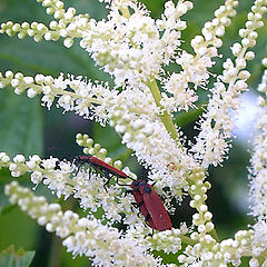 photo "Life of bugs"