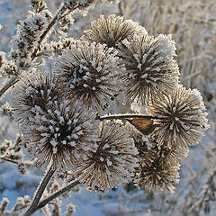 photo "The first day of winter"