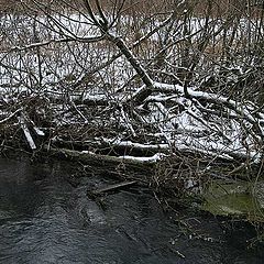 фото "Зимняя зелень"