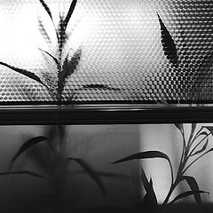 photo "Plant in the office"