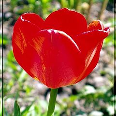 photo "Red tulip"