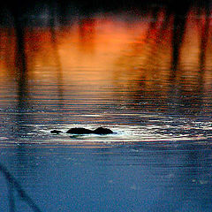 photo "Muskrat Sunset"