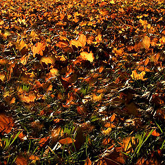 фото "Fall's Color"