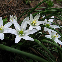 photo "white innocence"