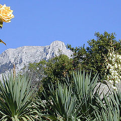 photo "The rose of Crimea"