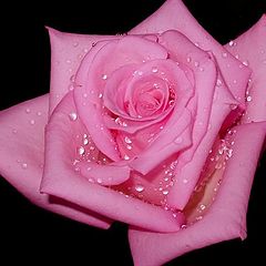 photo "Pink rose"