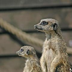 photo "meerkats"