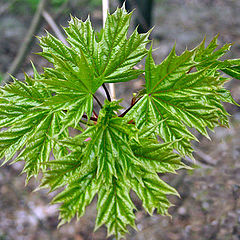 photo "Maple leaf"