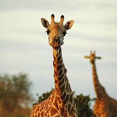 фото "Tsavo East National Park, Kenya"