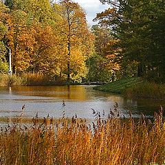 photo "One More Time About Golden Autumn..."