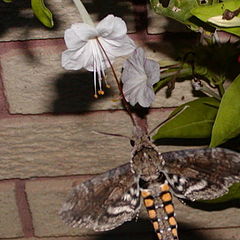 фото "hawk moth"