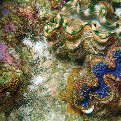 photo "Rainbow Colored Giant Clams"