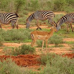 photo "Tsavo East vol.3"