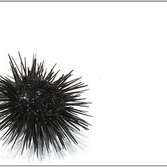 photo "Sea-urchin"