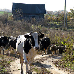 photo "The herd comes back home..."