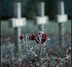 фото "Frozen Tears"