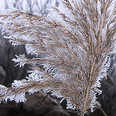 photo "Day of hoarfrost"