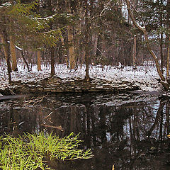 фото "лесное озеро"