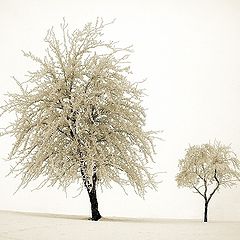 photo "[my tribute to the trees]"