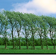 photo "Tree Row"