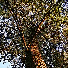 photo "The Magic Tree"