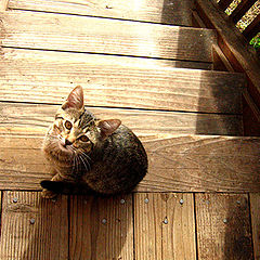 фото "Kitten :: Kaciara"