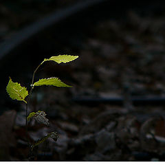 фотоальбом "Leaves of my emotin"