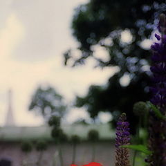 photo "Monastic poppies (Yaroslavl)"