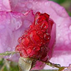 фото "Raspberry Rose"