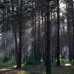 фото "Лесное"