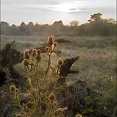 photo "Morning summer sketch"