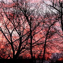 photo "Requiem on trees..."