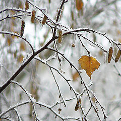 photo "Нoar-frost"