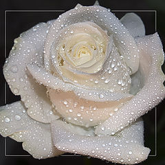 photo "White rose"