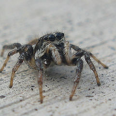 photo "~Little Spider~"