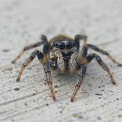 photo "~Spider~"