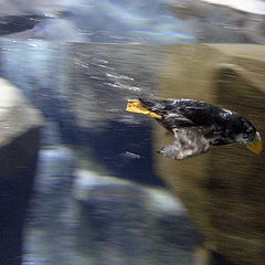 photo "Underwater flight"