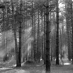 photo "Stereo forest"