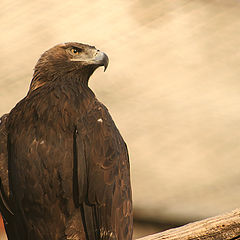 photo "Aguila"