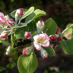 photo "The future apples"