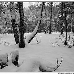 photo "Winter wood"