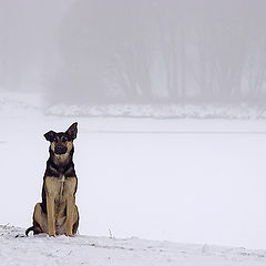 photo "Solitude of the dog"