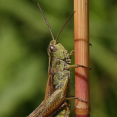 фото "grasshopper"