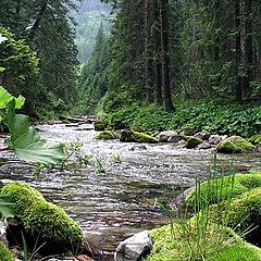 photo "Valley Chocholowska."