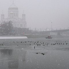 photo "Snowfall and ducks."