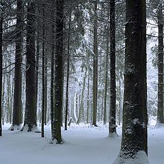 фото "Сосновый лес"