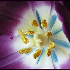 фото "blue throated tulip"