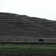 фото "Last grass"