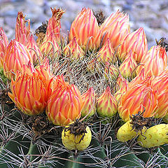 photo "Desert ornaments"